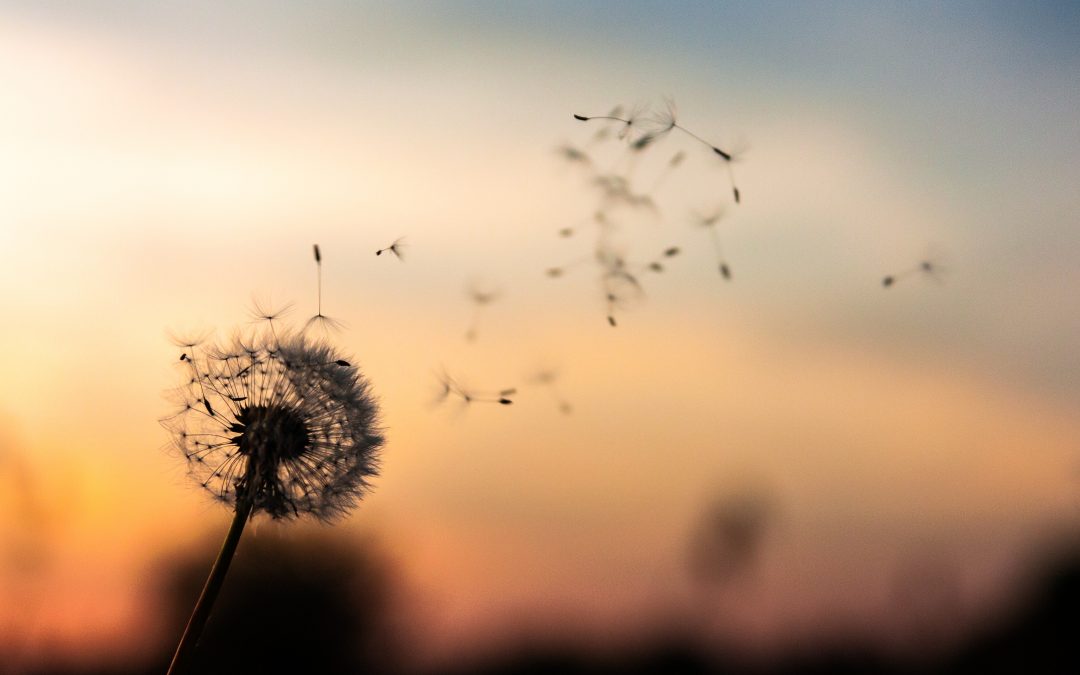 Dandelion seeds blowing in the wind