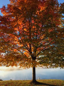 Tree Photo by Aaron Burden on Unsplash